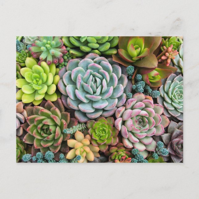 Cactus Succulents postcard (Front)