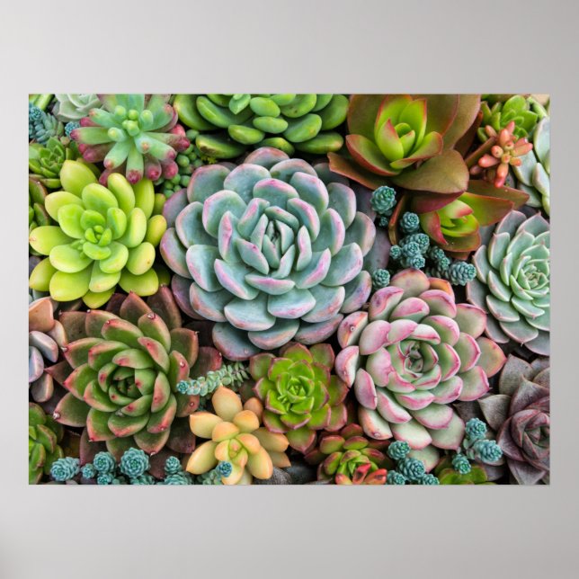 Cactus Succulents poster (Front)