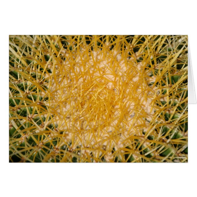 Cactus Sun (Front Horizontal)