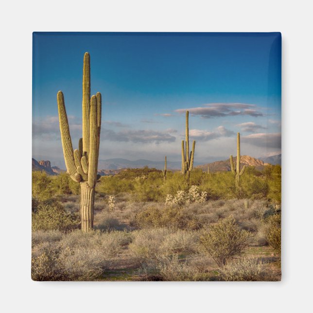 Cactus Sunset in Arizona Magnet (Front)