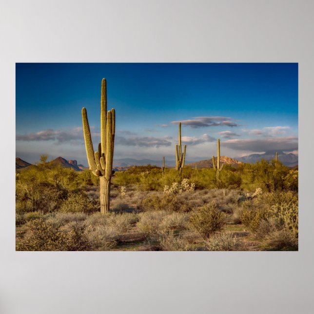 Cactus Sunset in Arizona Poster (Front)