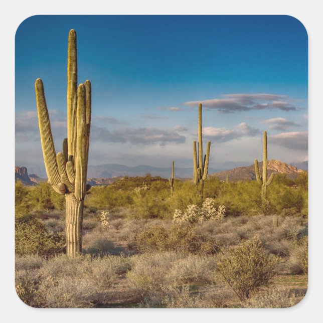 Cactus Sunset in Arizona Square Sticker (Front)
