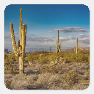 Cactus Sunset in Arizona Square Sticker