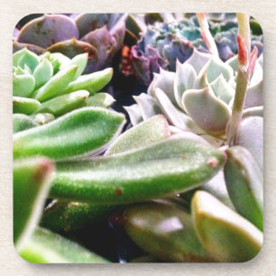 Cactus Variety Coaster