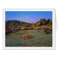 "Cactus With A View" - Wide Angle