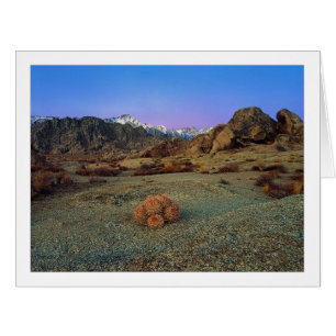"Cactus With A View" - Wide Angle