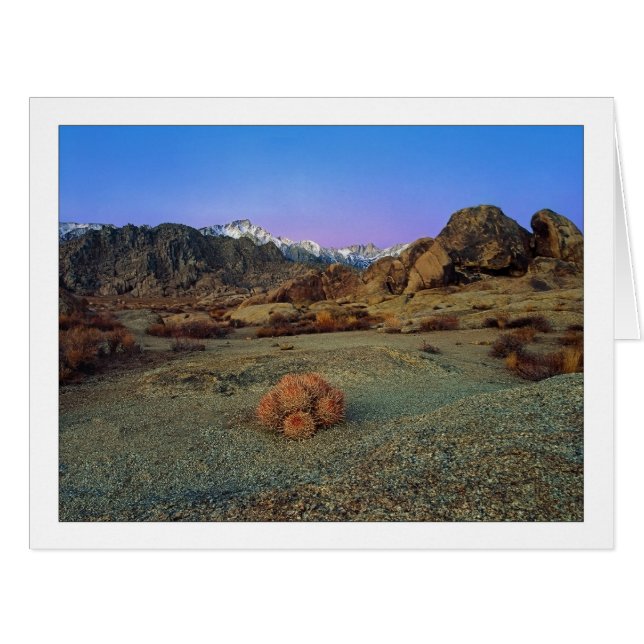 "Cactus With A View" - Wide Angle (Front Horizontal)