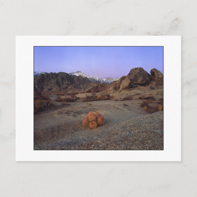 "Cactus With A View" - Wide Angle Postcard (Front)