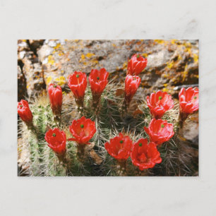 Cactus with Beautiful Red Blooms Postcard