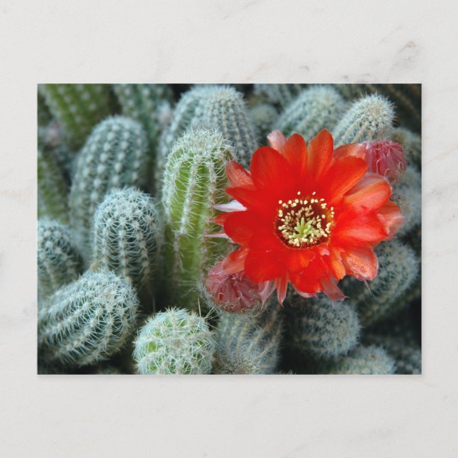 Cactus with Orange Flower Postcard (Front)