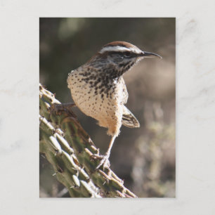 Cactus Wren Postcard