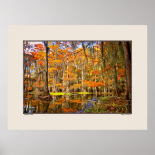 Caddo Lake - Autumn - Texas Poster