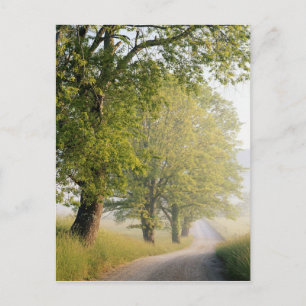 Cades Cove   Great Smokey Mountains, TN Postcard