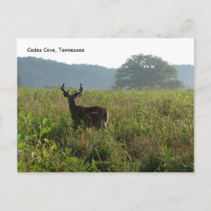 Cades Cove, Tennessee Postcard