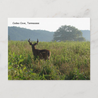 Cades Cove, Tennessee Postcard