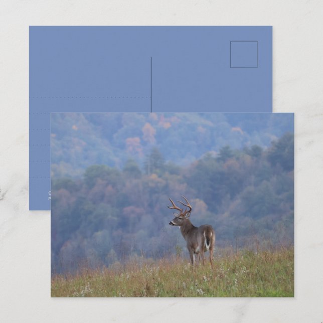 Cades Cove Wildlife - Great Smoky Mountains Postcard (Front/Back)