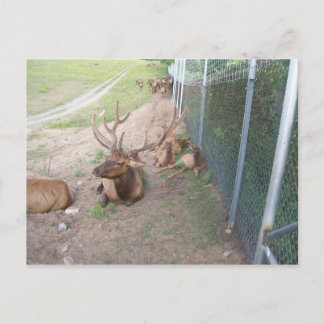 caged deer elk reindeer postcard