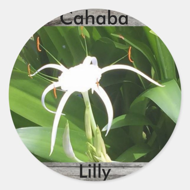 Cahaba lilly bloom sticker (Front)