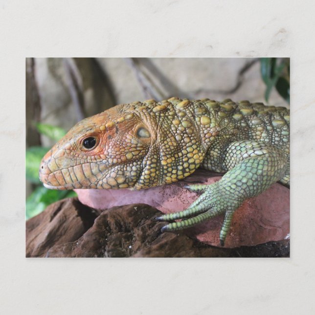 Caiman Lizard # 1 Postcard (Front)