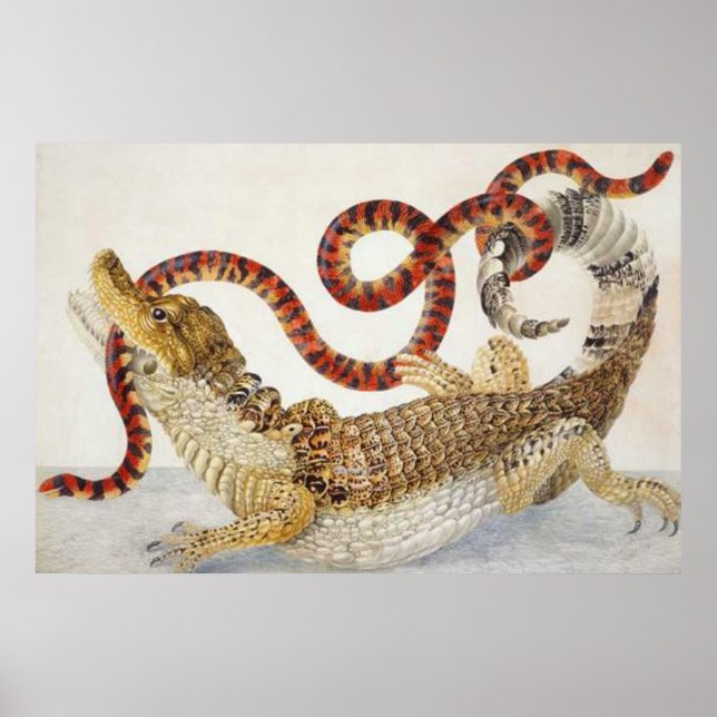 caimans eating a snake poster (Front)