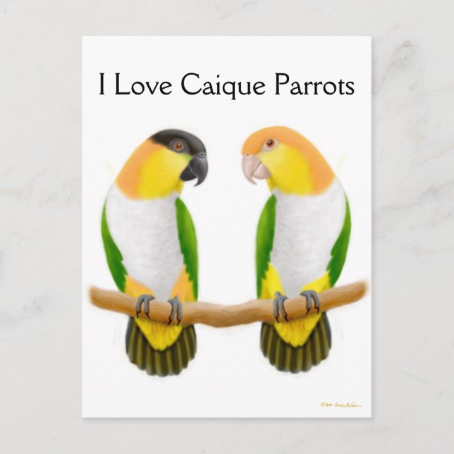 Caique Parrot Love Postcard (Front)