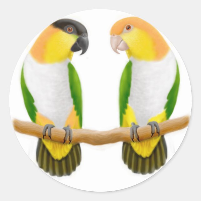 Caique Parrot Love Sticker (Front)