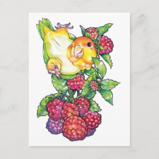 Caique with Raspberry Postcard