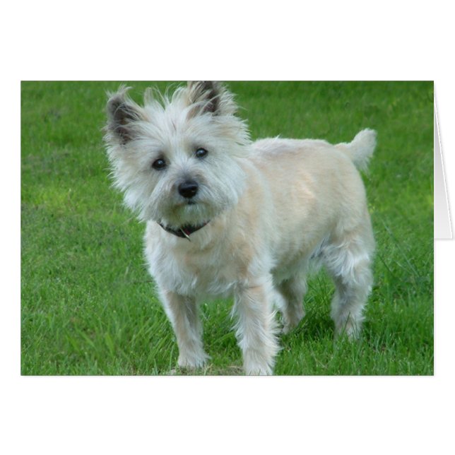 Cairn Terrier (Front Horizontal)