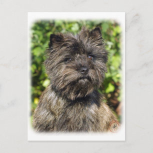 Cairn Terrier 9W048D-142_2 Postcard
