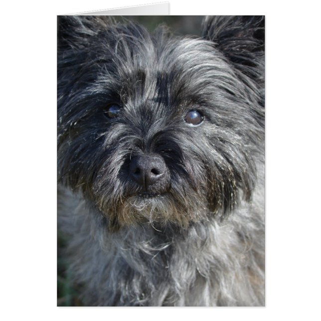 Cairn Terrier Dog (Front)