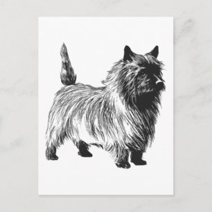 Cairn Terrier Dog Postcard