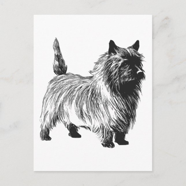 Cairn Terrier Dog Postcard (Front)