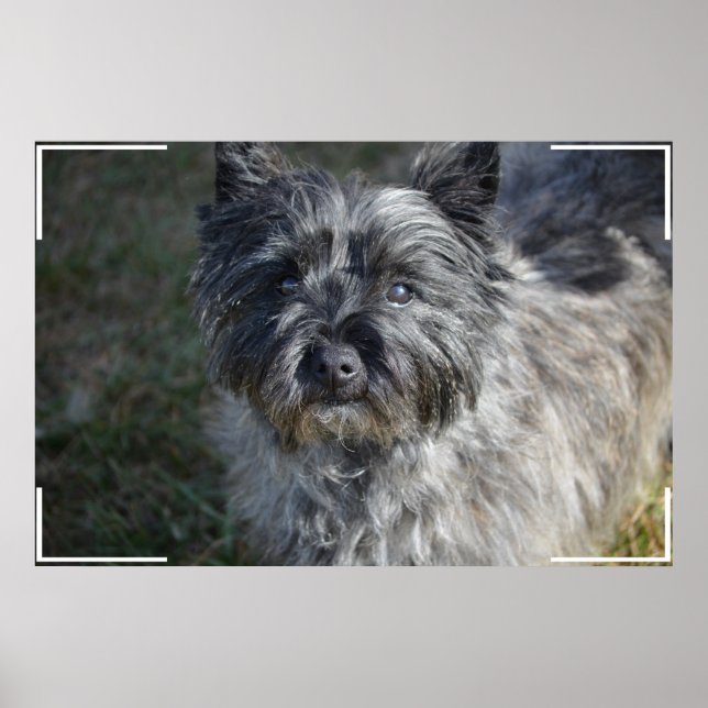Cairn Terrier Face Poster (Front)