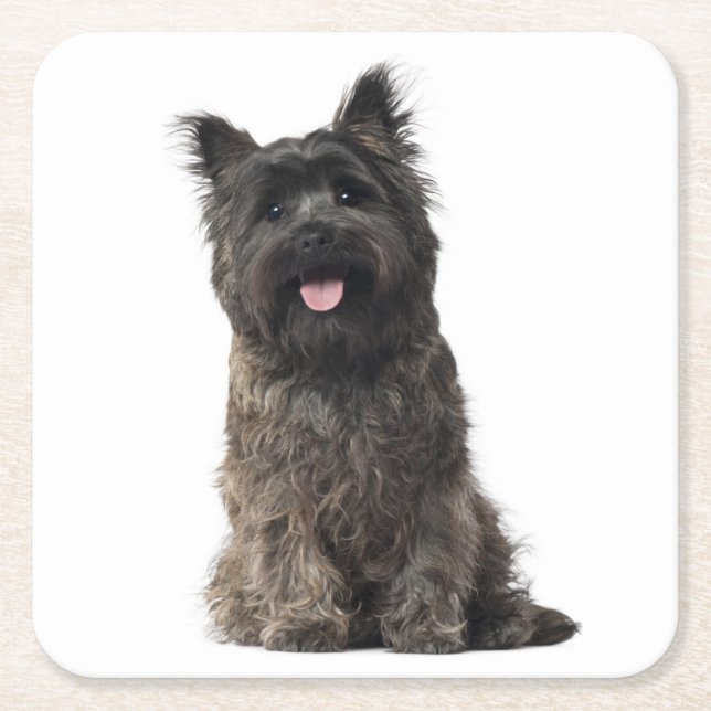 Cairn Terrier Grey Black Puppy Dog Love Square Paper Coaster (Front)
