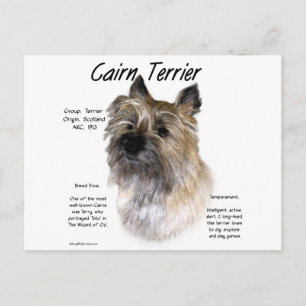 Cairn Terrier History Design Postcard
