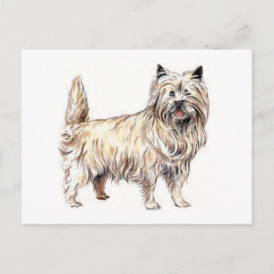 Cairn Terrier Postcard