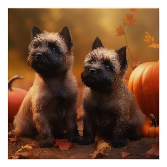 Cairn Terrier Puppy Autumn Delight Pumpkin  Poster (Front)