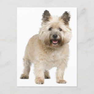 Cairn Terrier Puppy Dog Postcard