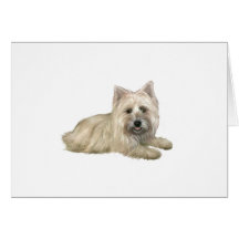 Cairn Terrier (Wheaten) - lying down
