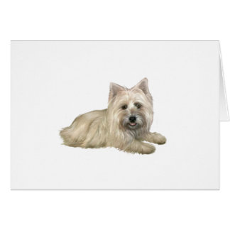 Cairn Terrier (Wheaten) - lying down
