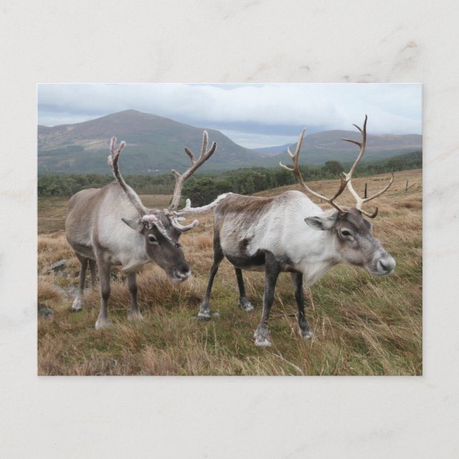 Cairngorm Reindeer Postcard (Front)