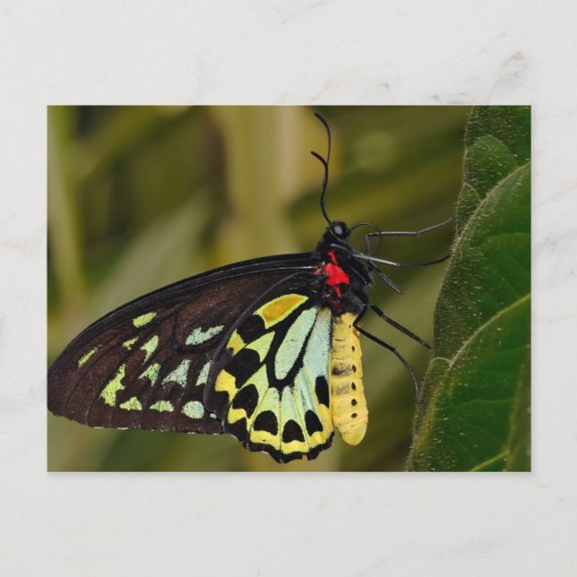 Cairns Birdwing Butterfly Postcard (Front)