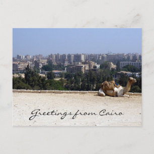 cairo camel postcard