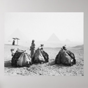 Cairo Egypt, Camel Jockeys Giza Pyramids (NR) Poster