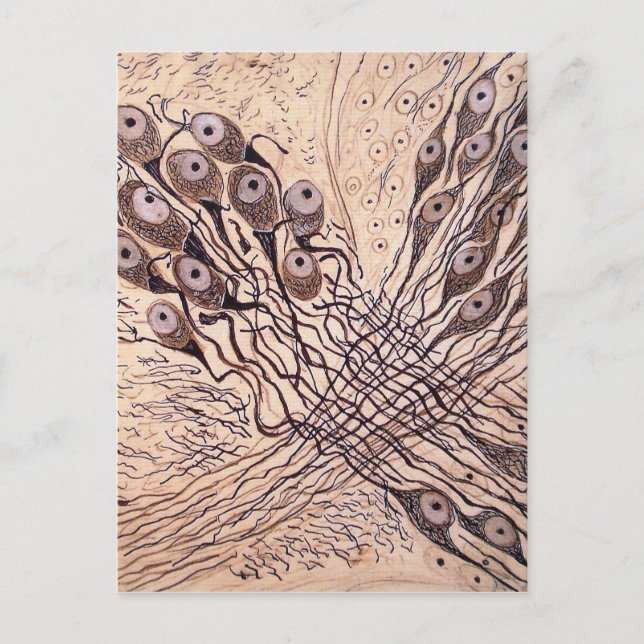 Cajal's Neurons 1 Postcard (Front)