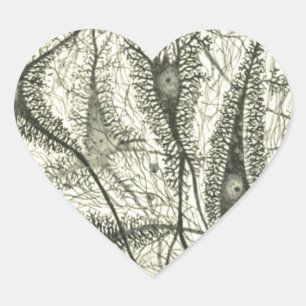 Cajal's Neurons 4 Heart Sticker
