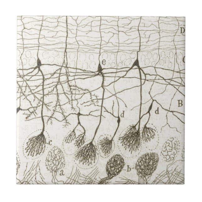 Cajal's Neurons 8 Ceramic Tile (Front)
