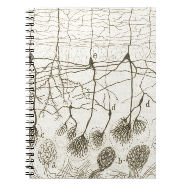 Cajal's Neurons 8 Notebook (Front)
