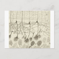 Cajal's Neurons 8