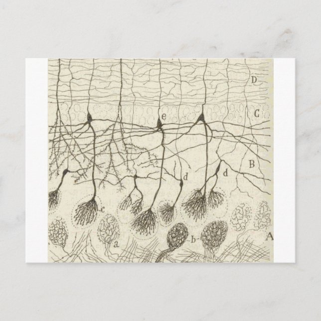 Cajal's Neurons 8 Postcard (Front)